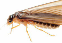 Case Study: How I Added Structural Pest Control Services