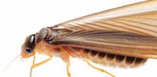 Case Study: How I Added Structural Pest Control Services