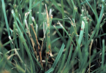 Top 5 Turf Diseases
