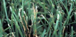Top 5 Turf Diseases