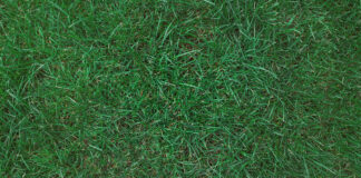 Kentucky Bluegrass