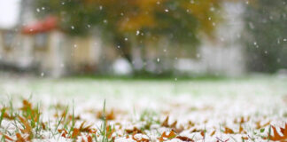 Deciding On Final Winter Height For Turfgrass