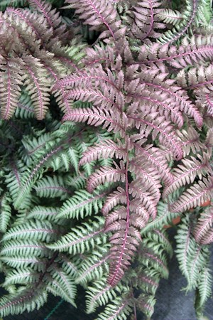 Athyrium species
