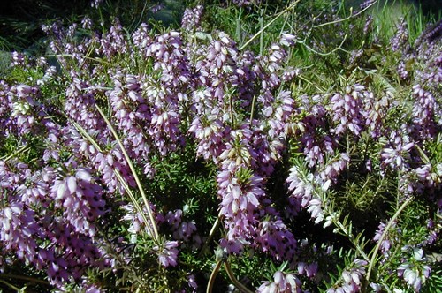 Erica carnea
