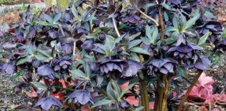 Helleborus species