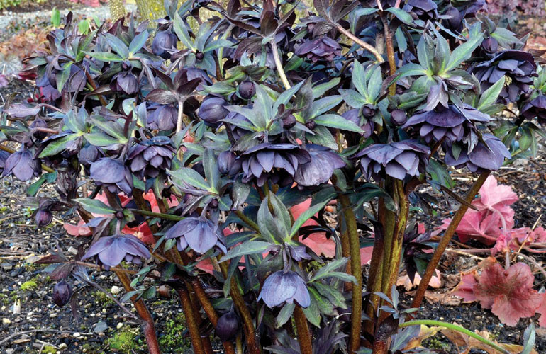 Helleborus species