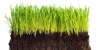 Stand of grass showing soil