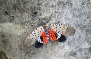 spotted lanternfly