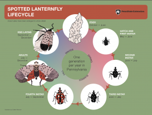spotted lanternfly