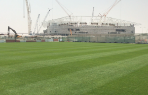 premium turfgrass