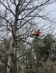 professional chainsaws