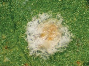 Biologicals On The Greens