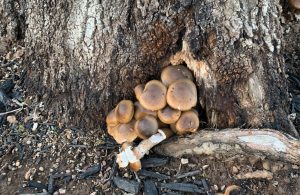 lawn and tree disease control