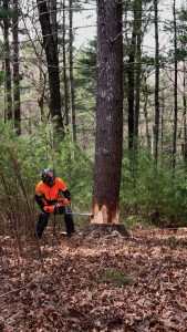 professional chainsaws