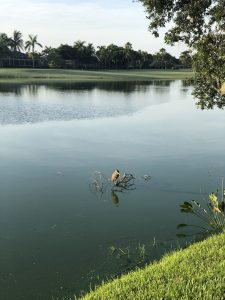 algae blooms