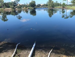 algae blooms