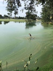 algae blooms