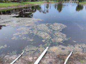algae blooms