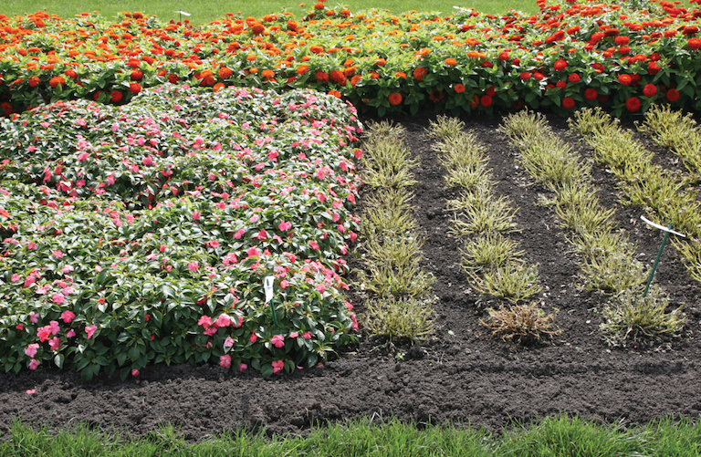 impatiens