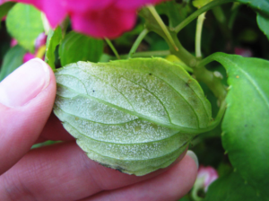 impatiens