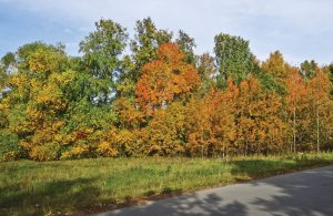trees