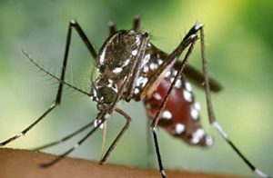 Eastern equine encephalitis