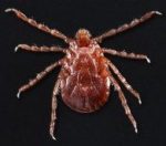 ticks