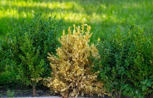 winter desiccation