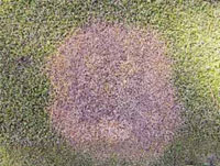 Typhula blight, also known as gray snow mold.