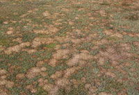 Typhula Blight occurs when the fungi Typhula incarnata and T. ishikariensis over-summer in turfgrass thatch and soil.