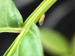 peppertree