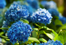 landscape trends