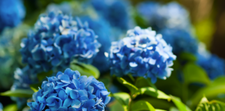 landscape trends