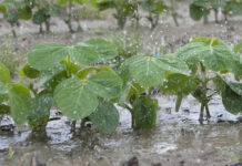 rain