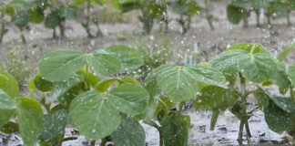 rain