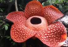 corpse flower
