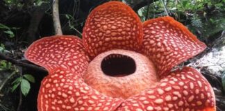 corpse flower