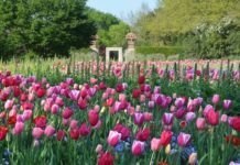 Dallas Blooms