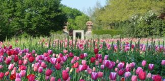 Dallas Blooms