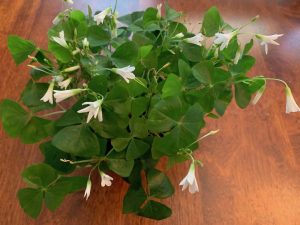 shamrock