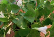 shamrock