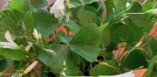 shamrock