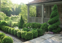 Boxwood Blight