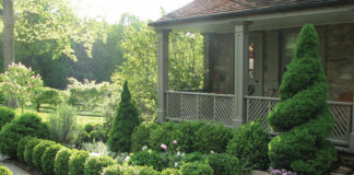 Boxwood Blight