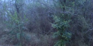Chinese privet