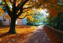 Denison University