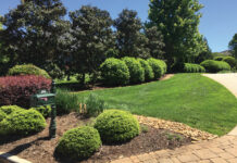 Tree Services