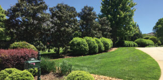 Tree Services