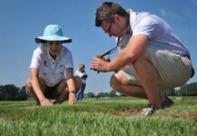 turfgrasses