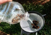Asian giant hornets